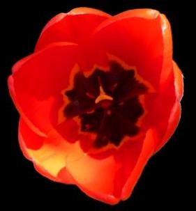 Poppy