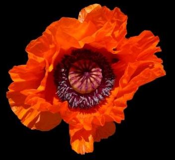 Poppies