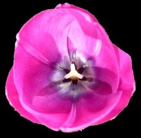 Tulip